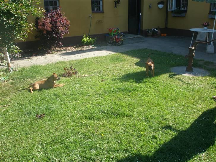 Hunde træf på langeland sammen med Sniff´s venner  - Sniff lurer på sin bror Boogie billede 8