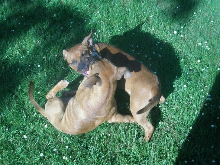 Hunde træf på langeland sammen med Sniff´s venner  - Sniff&Boogie i Kamp billede 2