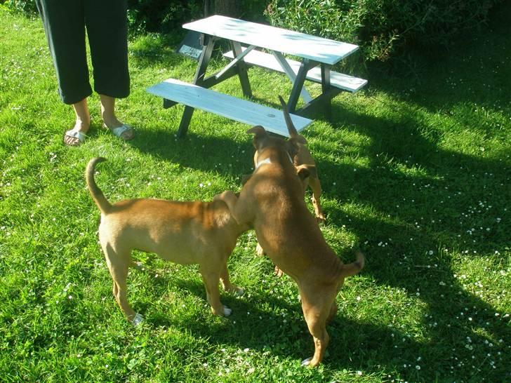 Hunde træf på langeland sammen med Sniff´s venner  - Boogie&Envy hygger
 billede 9