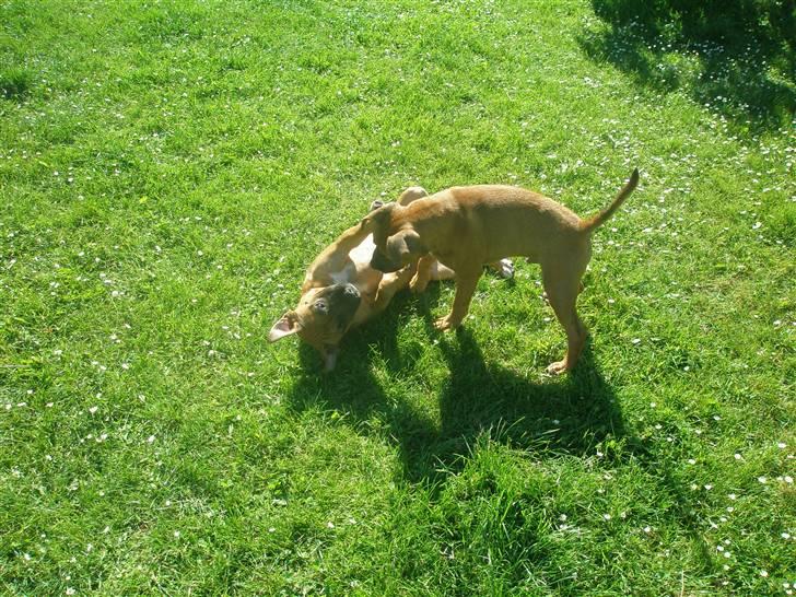 Hunde træf på langeland sammen med Sniff´s venner  - Sniff&Boogie vill kramme billede 3