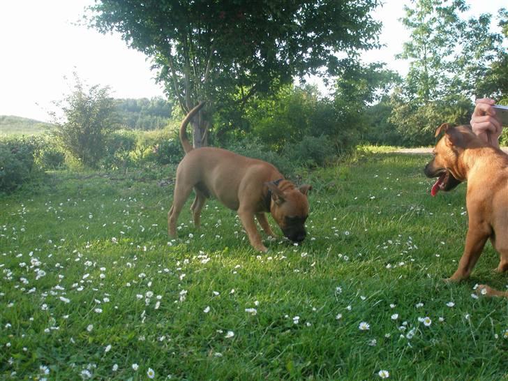 Hunde træf på langeland sammen med Sniff´s venner  billede 10