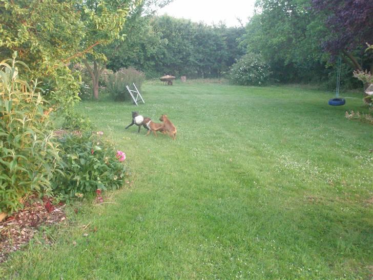 Hunde træf på langeland sammen med Sniff´s venner  - Så er der kamp om bolden billede 11