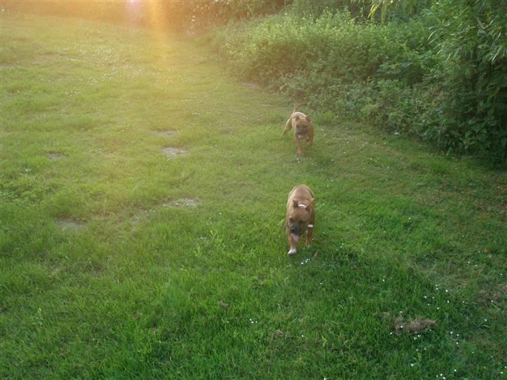 Hunde træf på langeland sammen med Sniff´s venner  - Boogie efter Envy billede 12