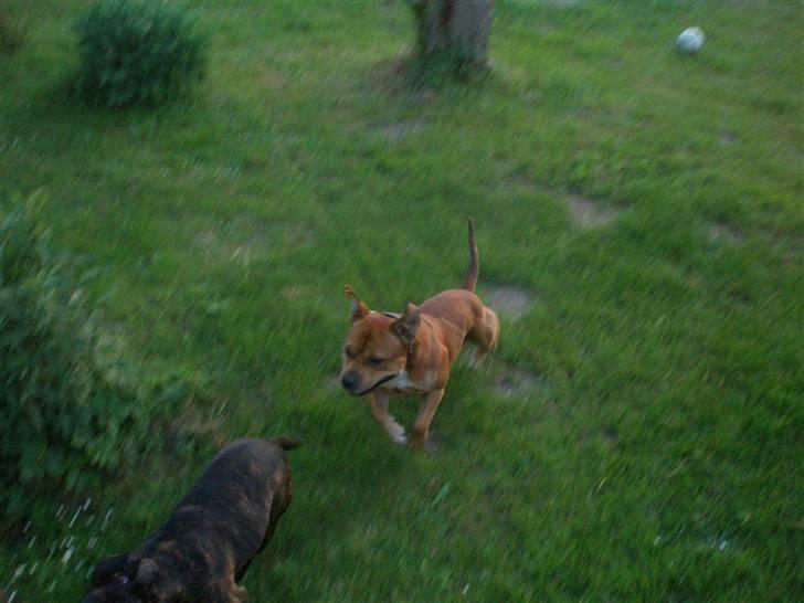 Hunde træf på langeland sammen med Sniff´s venner  - Ninja efter Luna .auuuuu billede 13