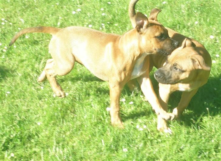 Hunde træf på langeland sammen med Sniff´s venner  - Så er der tid til hygge billede 4