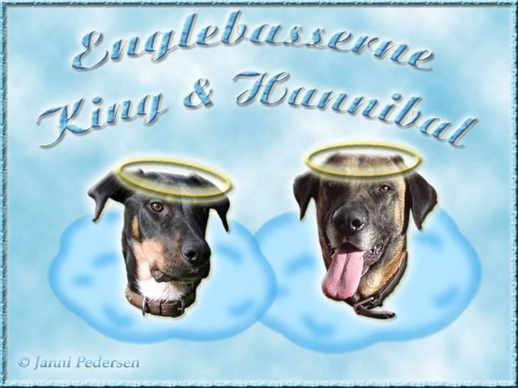 Andres hunde 1 - Engle - King og Hannibal foreviget som engle billede 14