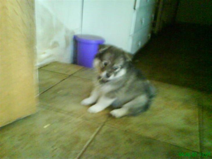 {{currentPhoto.altText}} billede {{currentPhoto.number}}