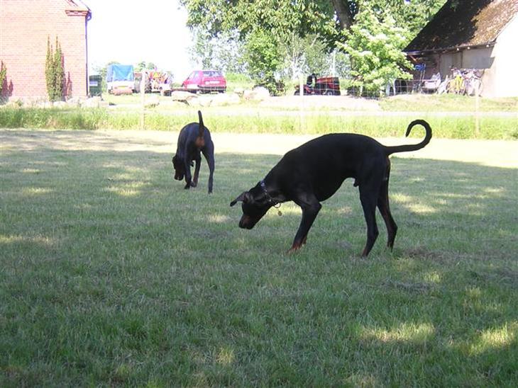 {{currentPhoto.altText}} billede {{currentPhoto.number}}