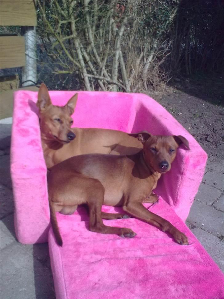 Blandede billeder - Maya og rumle nyder det i haven,april 2011 billede 14