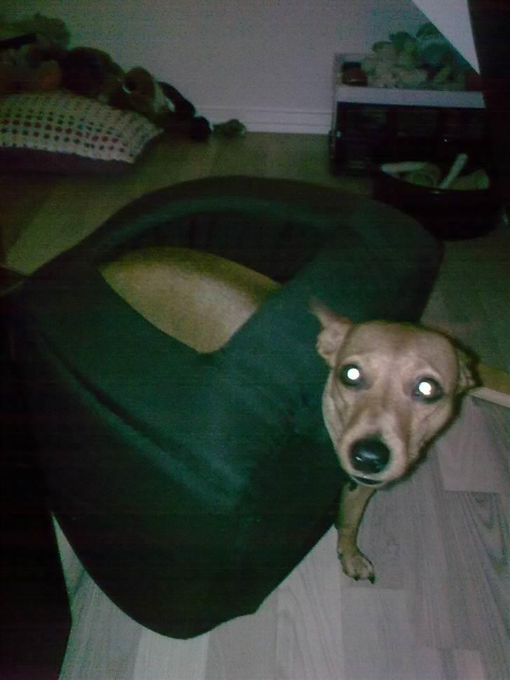 Blandede billeder - Hej mor siger maya som har fået hovedet ud i bunden af hulen he he billede 16