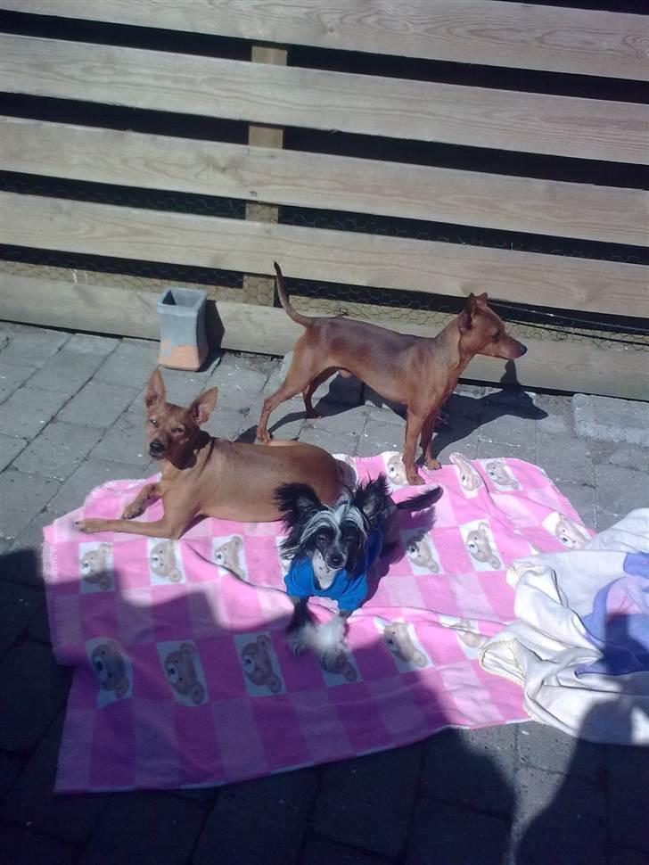 Blandede billeder - Vufferne nyder solen i haven,ren hygge, april 2011 billede 17