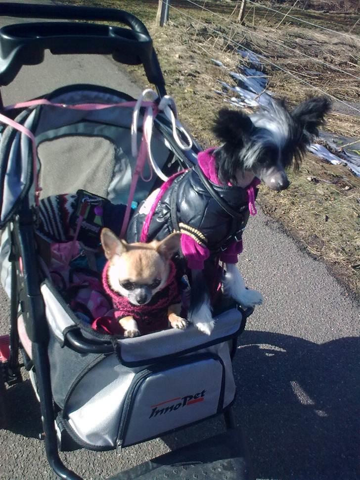 Blandede billeder - På tur i ræser vognen billede 18