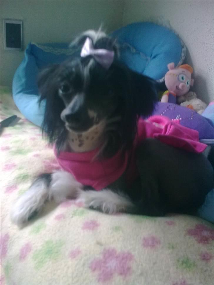 Blandede billeder - Medina med sløjfe i håret billede 20