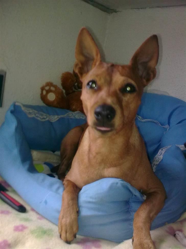 Blandede billeder - Maya prinsessen med tungen lige i munden :O) billede 21