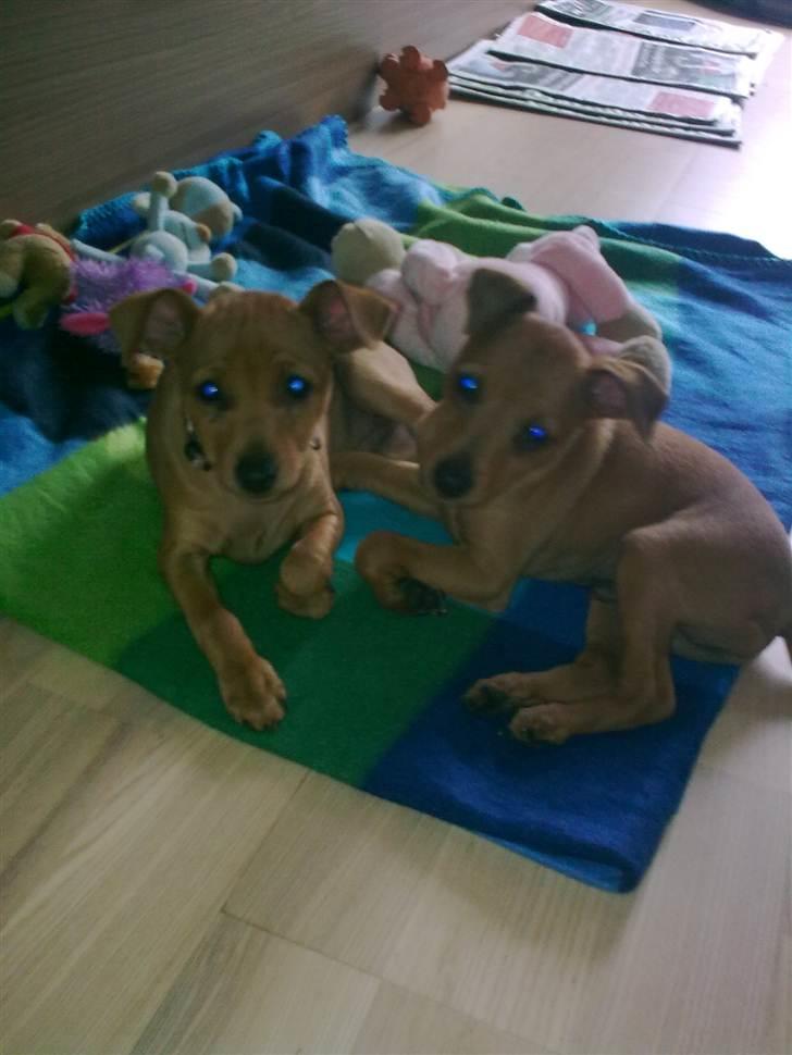 Blandede billeder - Nogle af maya s hvalpe 2010 juni lilo og rumle pot billede 22