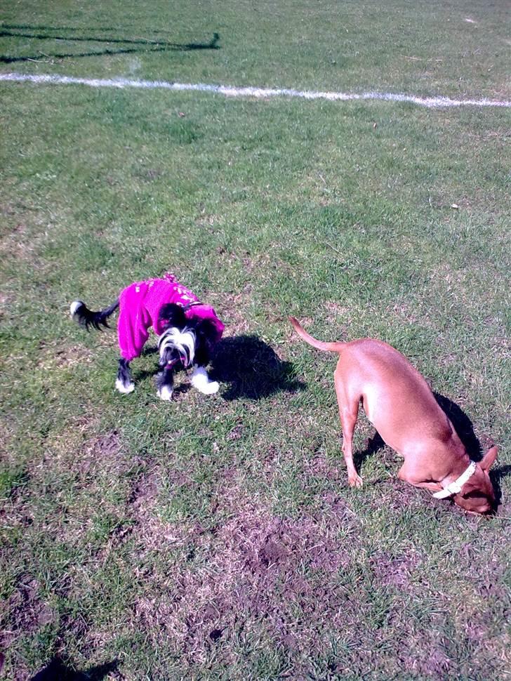 Blandede billeder - Så skal der graves huller. billede 23