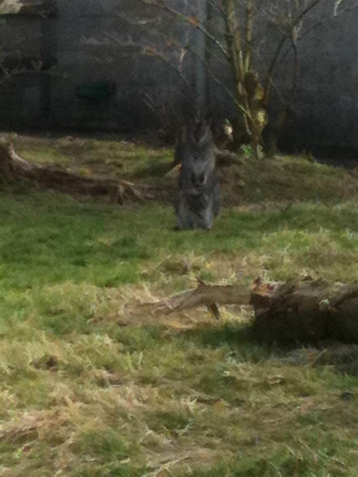 Jyllands Park Zoo - Kænguru mor med baby i pungen :D billede 4