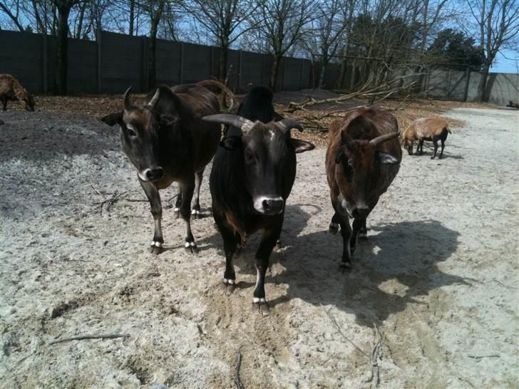Jyllands Park Zoo - Køer? :) billede 8