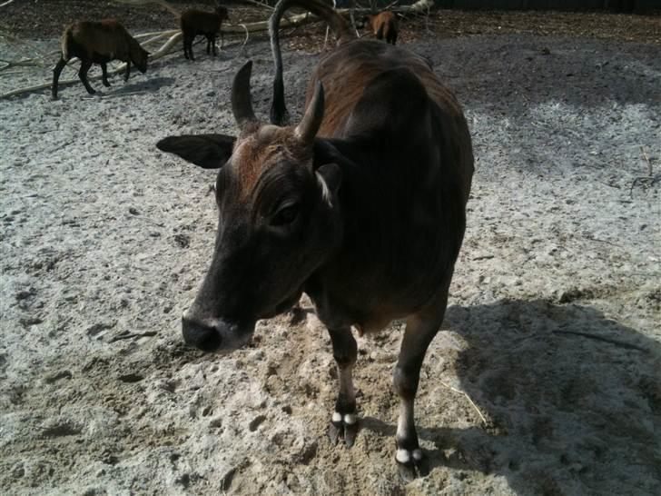 Jyllands Park Zoo billede 9