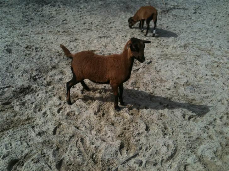 Jyllands Park Zoo - Meget søde, sultne og nysgerrige bebser :) billede 10