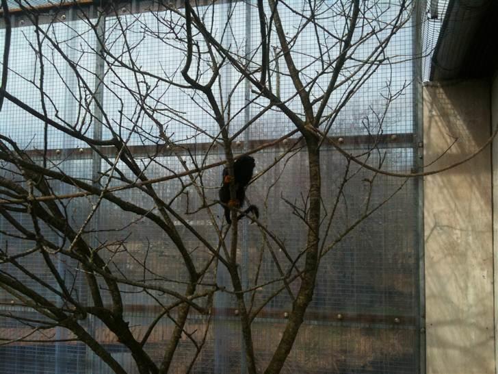 Jyllands Park Zoo - En rødhåndet abe.... med gule hænder :) billede 11