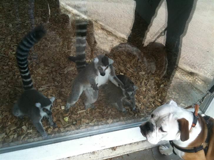 Jyllands Park Zoo - Lemurer og Clinten :) han forstod ikke helt der var dyr bag glasset :) billede 12
