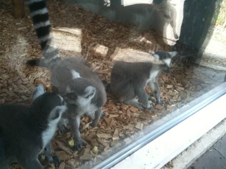 Jyllands Park Zoo billede 14
