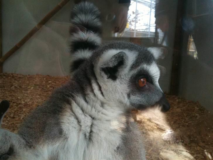 Jyllands Park Zoo - Et meget stirrende blik efter vovserne :) billede 15