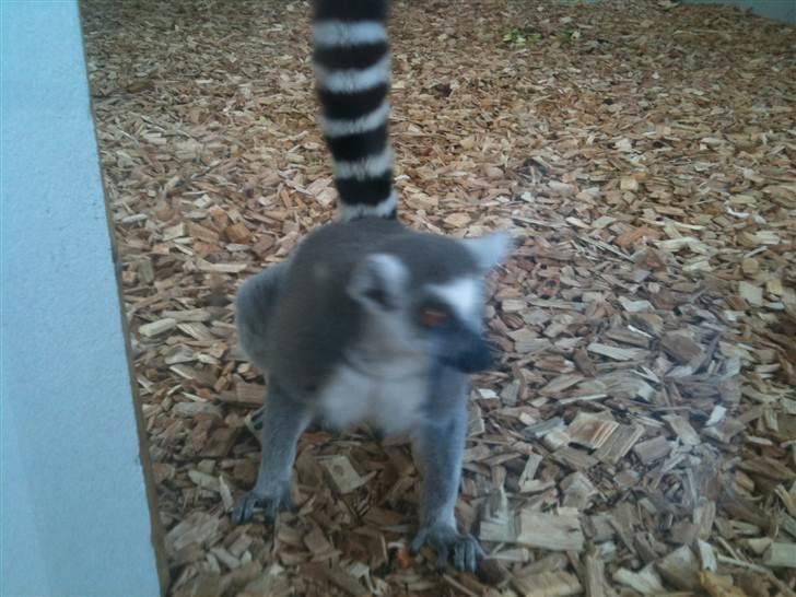 Jyllands Park Zoo billede 16