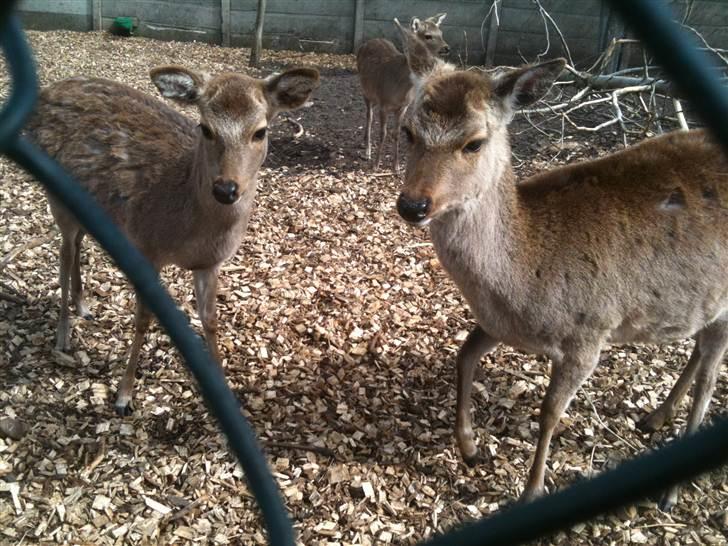 Jyllands Park Zoo - Mener det var rensdyr :) billede 18