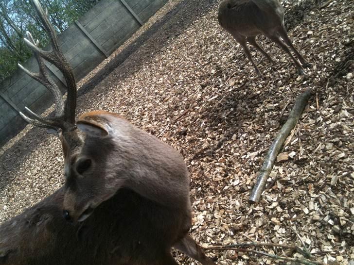 Jyllands Park Zoo billede 20
