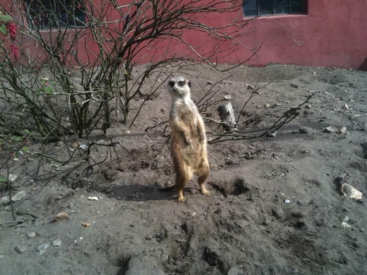 Jyllands Park Zoo - CUTE!!!! :) billede 26