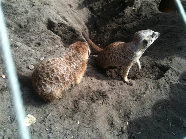 Jyllands Park Zoo billede 27