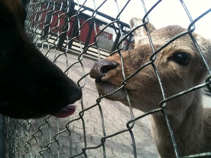 Jyllands Park Zoo - Nysse nysse... billede 29