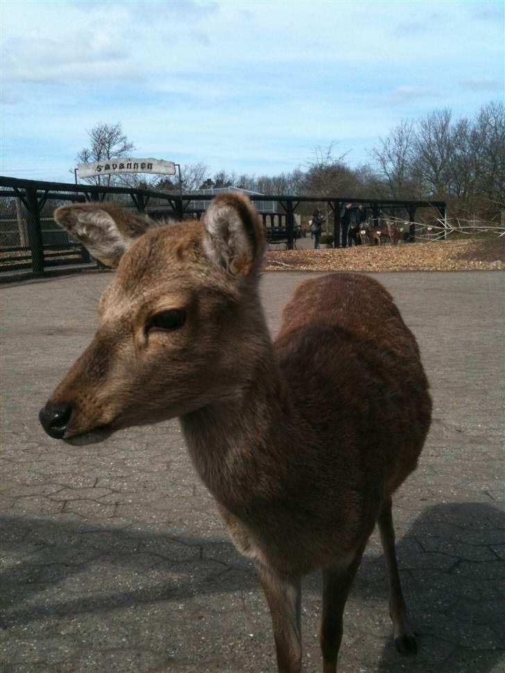 Jyllands Park Zoo billede 30