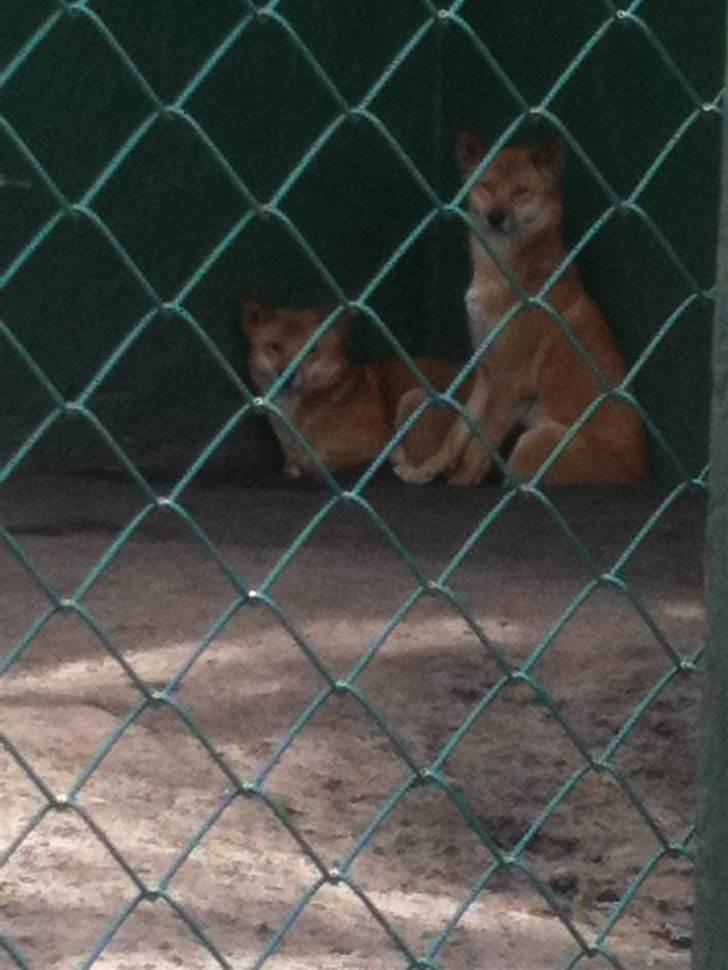 Jyllands Park Zoo - Dingoer... billede 32