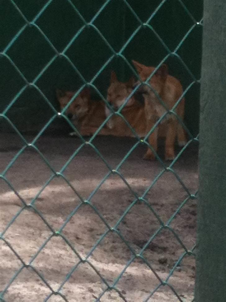 Jyllands Park Zoo billede 33