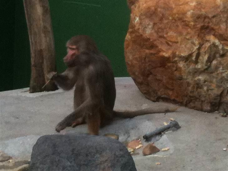 Jyllands Park Zoo billede 34