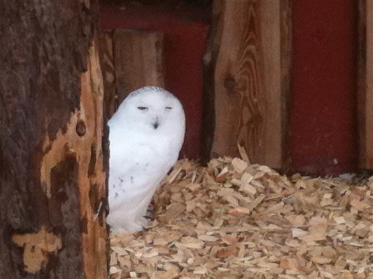 Jyllands Park Zoo billede 36