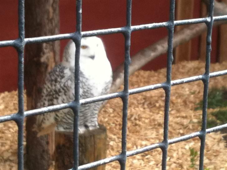 Jyllands Park Zoo billede 37