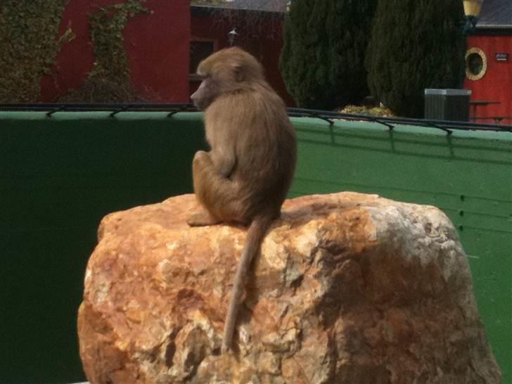 Jyllands Park Zoo billede 38