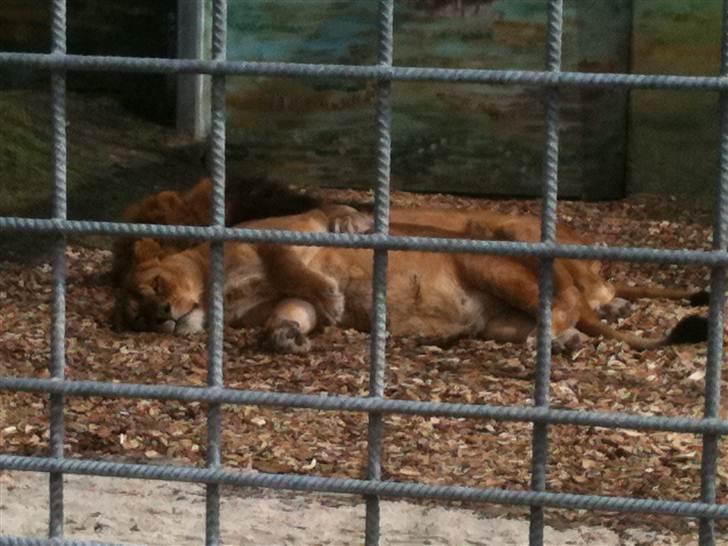 Jyllands Park Zoo - Et ægte kærligheds billede :) billede 40