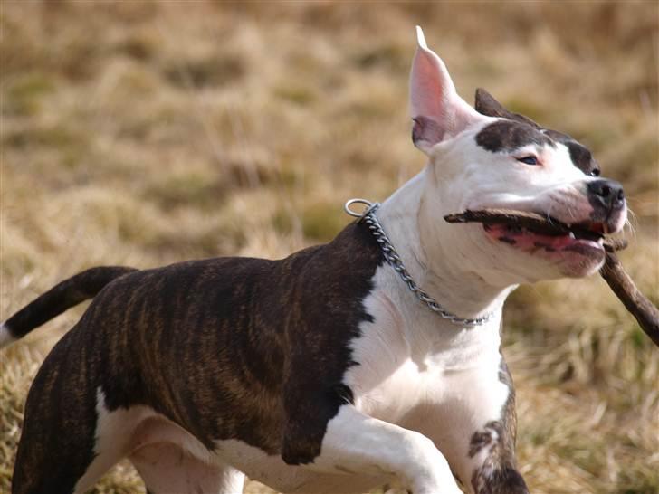 Wapzi<3 R.I.P.† 1 Maj 2020 † billede 26