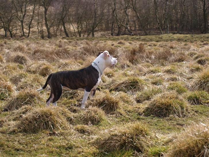 Wapzi<3 R.I.P.† 1 Maj 2020 † billede 28