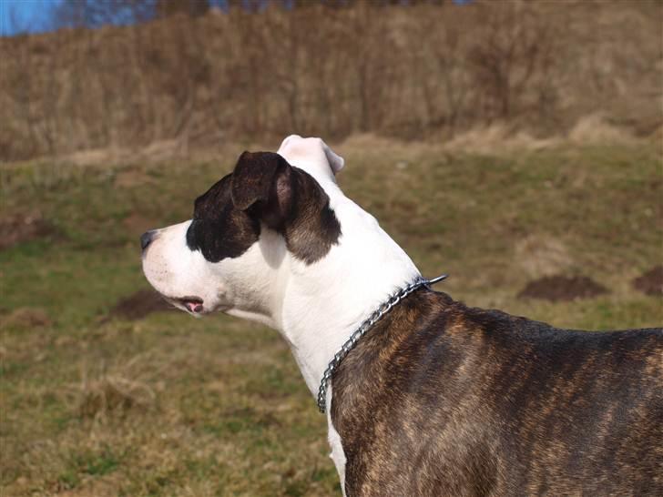 Wapzi<3 R.I.P.† 1 Maj 2020 † billede 30