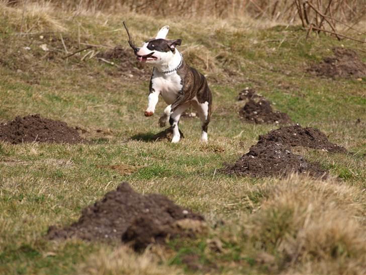 Wapzi<3 R.I.P.† 1 Maj 2020 † billede 31