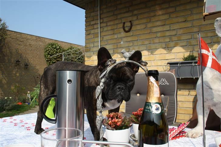 Påskebilleder - - Davs Davs billede 1