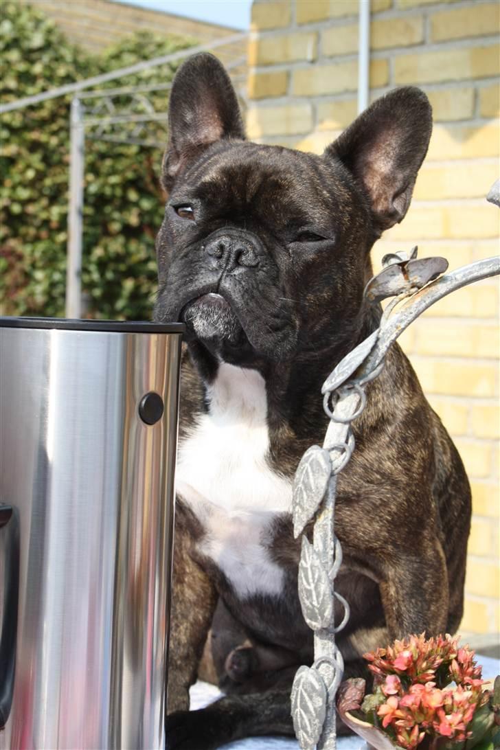 Påskebilleder - billede 2