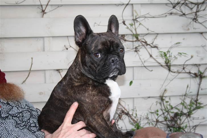 Påskebilleder - - Min far & mor synes jeg er gudesmuk :-) billede 4