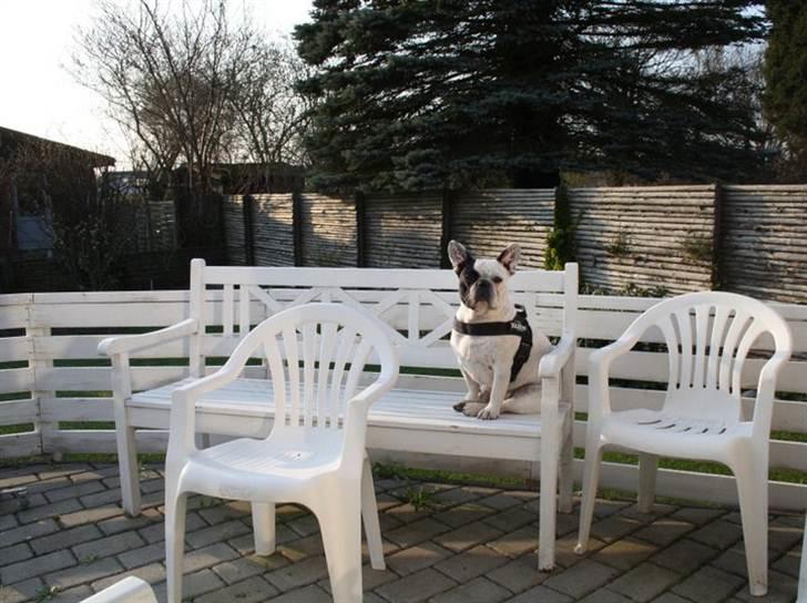 Påskebilleder - - "Her sidder jeg og troner" billede 5